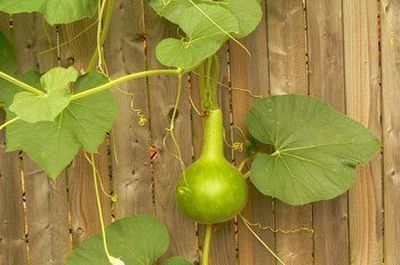 gourd plant